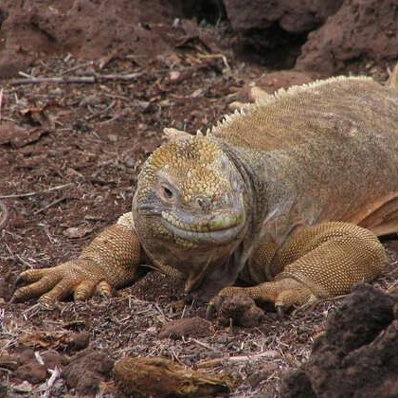 2004 Alessio Galapagos