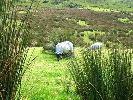 16-agosto killarney-ring-of-kerry28